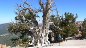 PICTURES/Spectra Point - Rampart Trail Overlook/t_Big Tree1.JPG